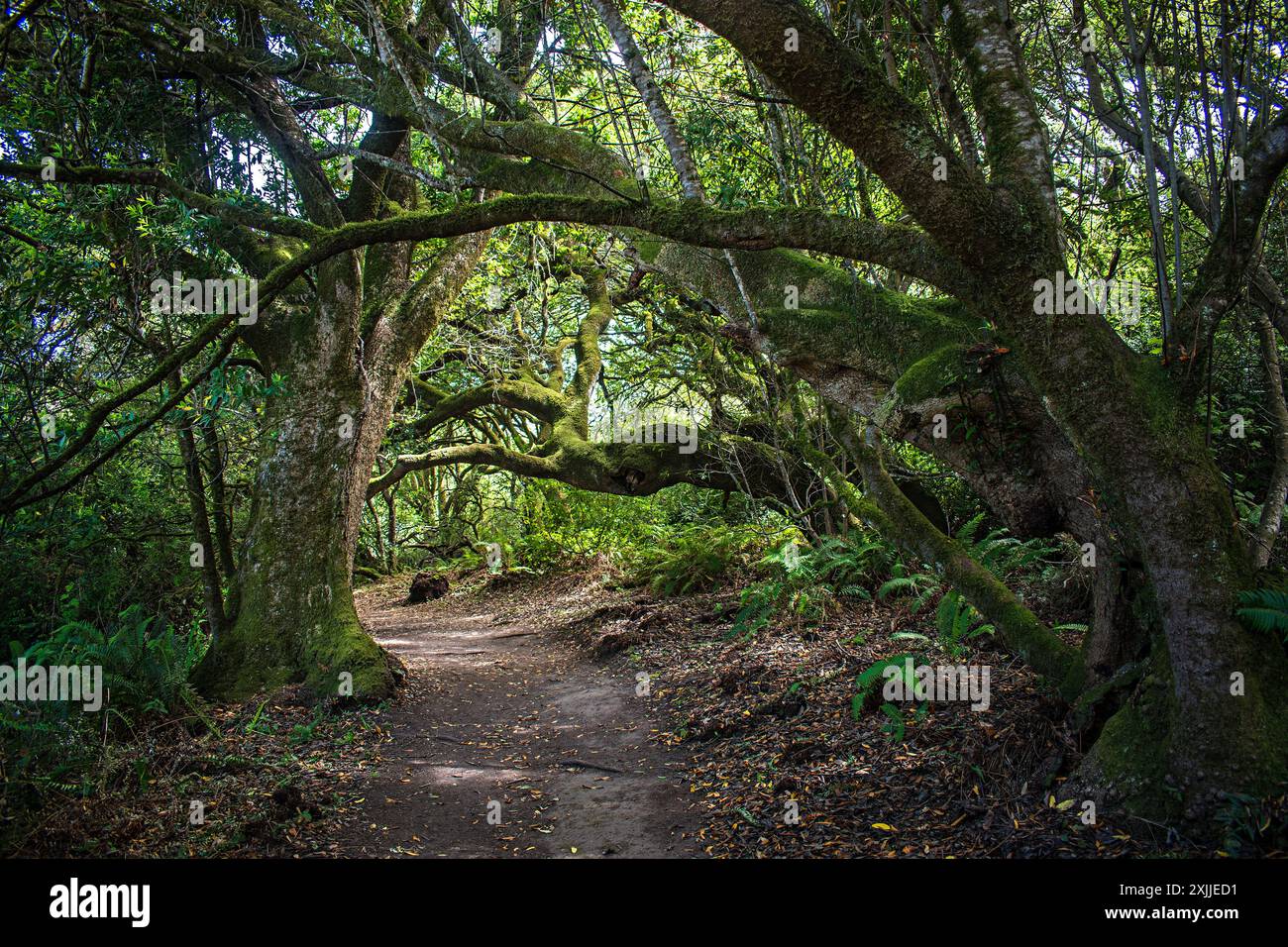 Point Reyes National Seashore, Kalifornien, USA Stockfoto