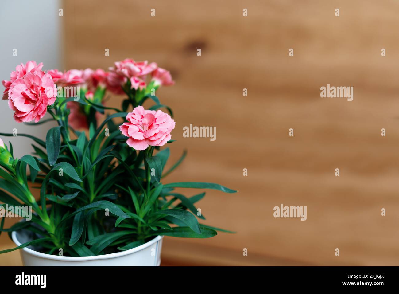 Nelke rosa Hauptblume in einem Topf Nahaufnahme auf hölzernem Hintergrund. Stockfoto