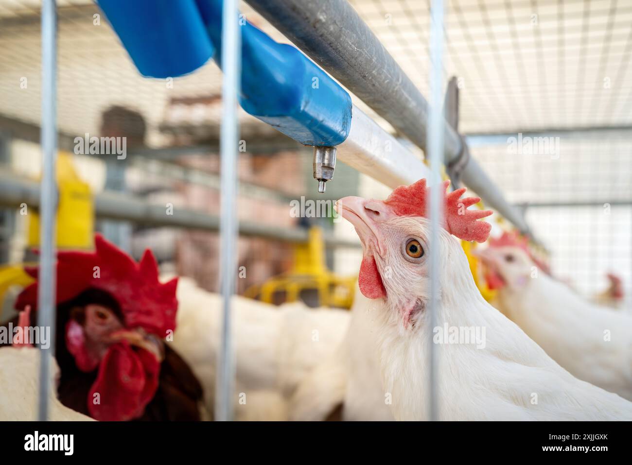 DeKalb Weißes Hühnertrinkwasser aus dem Wasserspender im Käfig eines Geflügelzuchtbetriebs. Stockfoto