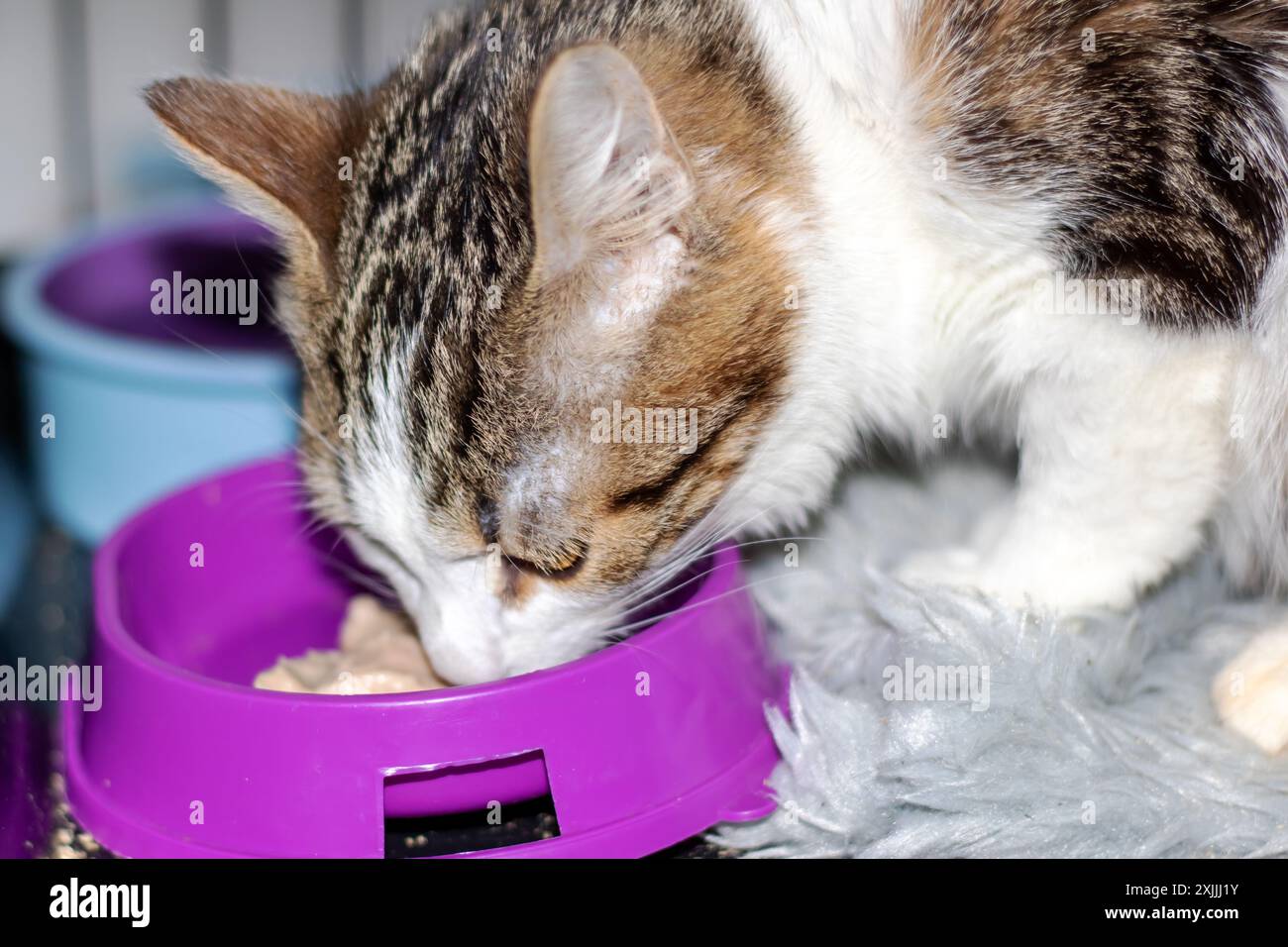 Ein heimischer, kurzhaariger Felidae, eine kleine bis mittelgroße fleischfressende Katze, isst aus einer rosa Schüssel mit Whiskern und einer Schnauze aus einem Tierhandelgeschäft Stockfoto