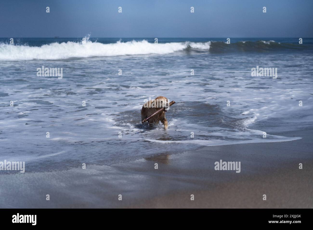 Hund spielt mit einem Stock am Strand. Retriever täuschen sich herum. Stockfoto