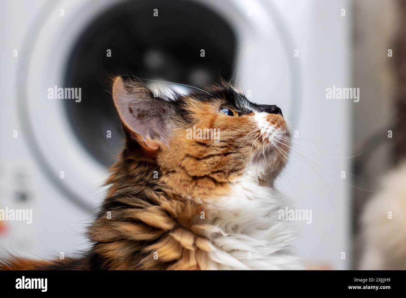 Ein Felidae-Fleischfresser, die mittelgroße Calico-Katze mit Schnurrbart sitzt auf einem Holzboden und blickt in anmutiger Pose durch das Fenster Stockfoto