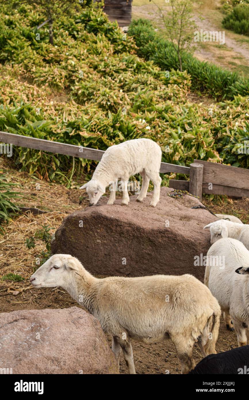 Kleines Lamm, das auf einem Felsen steht, mit Lämmern auf dem Feld Stockfoto
