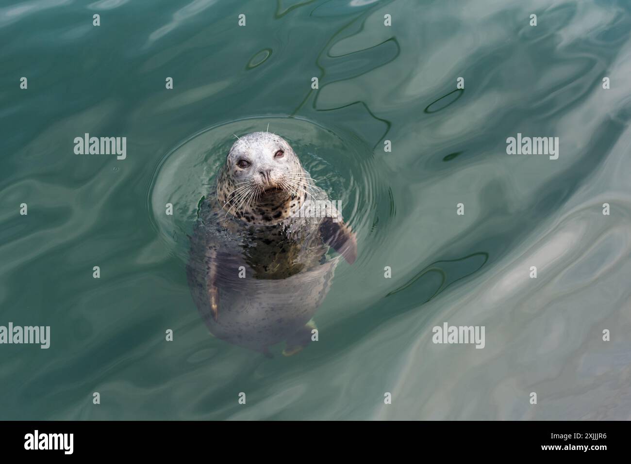 Kuriose graue Seehunde sprengt ihren Kopf aus dem Meer. Stockfoto
