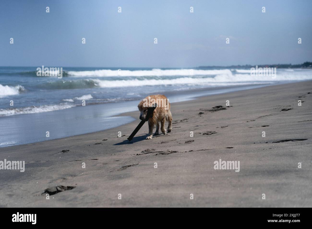 Hund spielt mit einem Stock am Strand. Retriever täuschen sich herum. Stockfoto