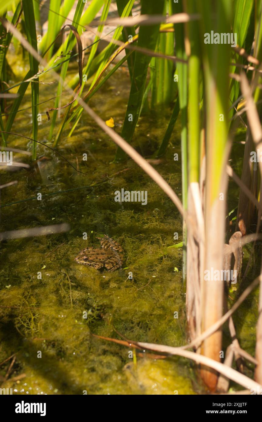 Nebel in natürlicher Umgebung Stockfoto