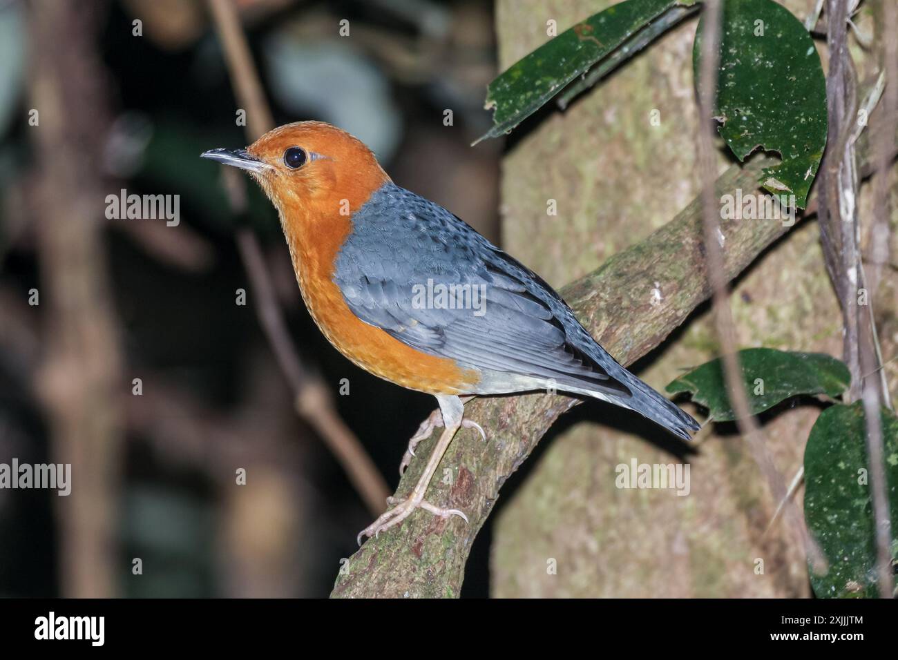 Orangensoor - Geokichla citrina. Ausgewachsener männlicher Vogel in Khao Yai, Thailand Stockfoto