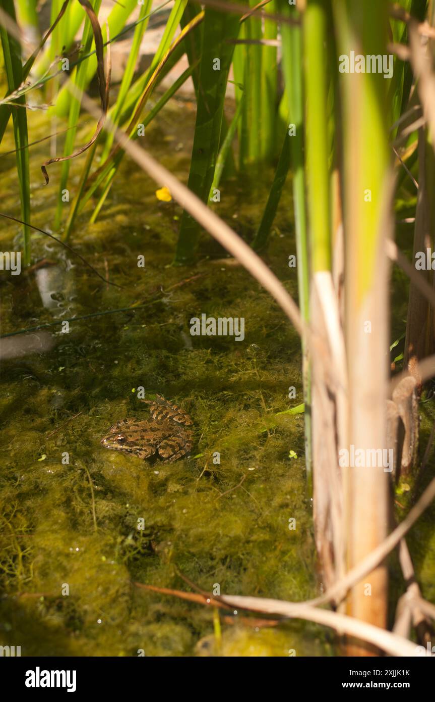 Nebel in natürlicher Umgebung Stockfoto