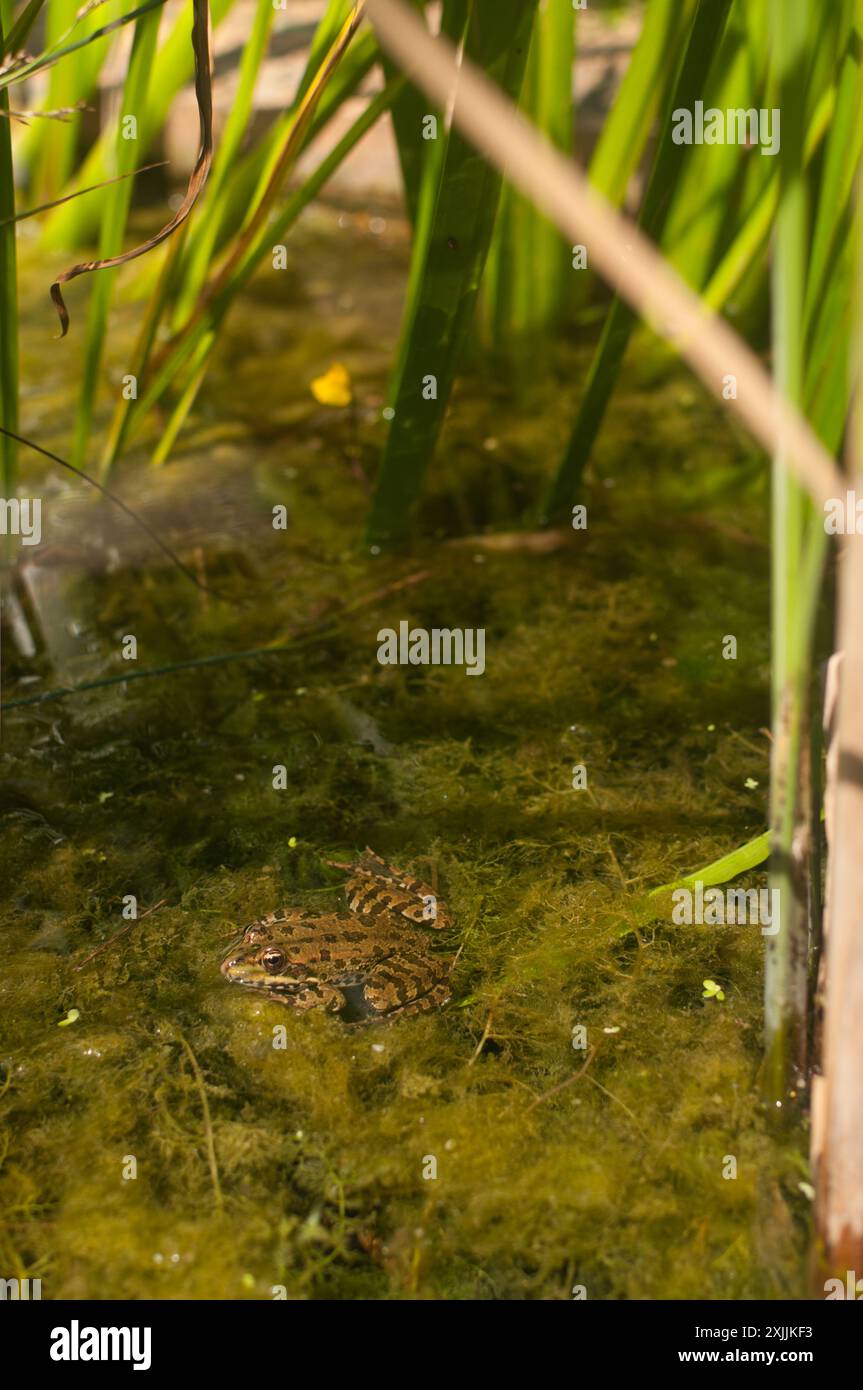 Nebel in natürlicher Umgebung Stockfoto
