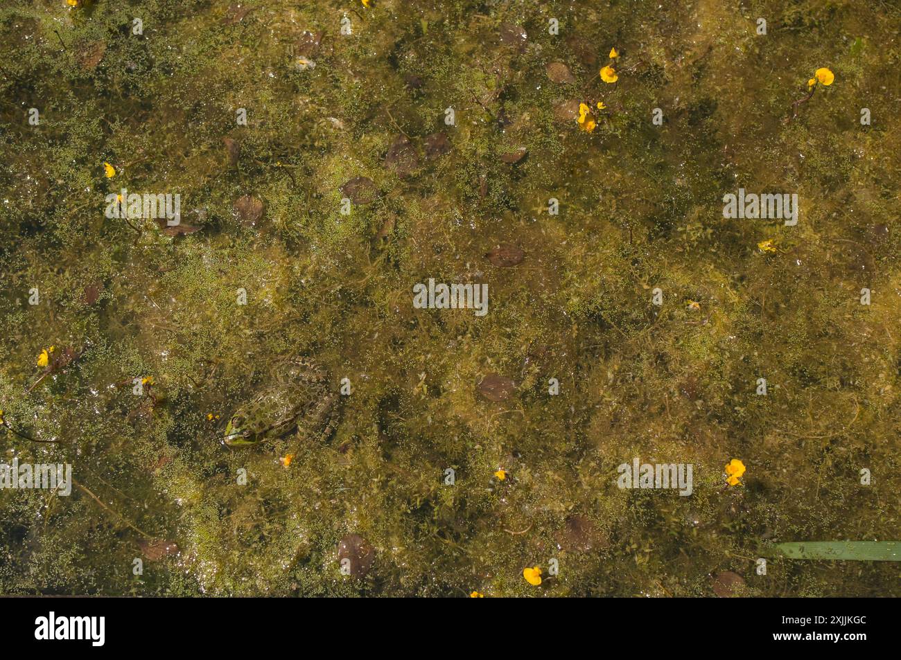 Nebel in natürlicher Umgebung Stockfoto