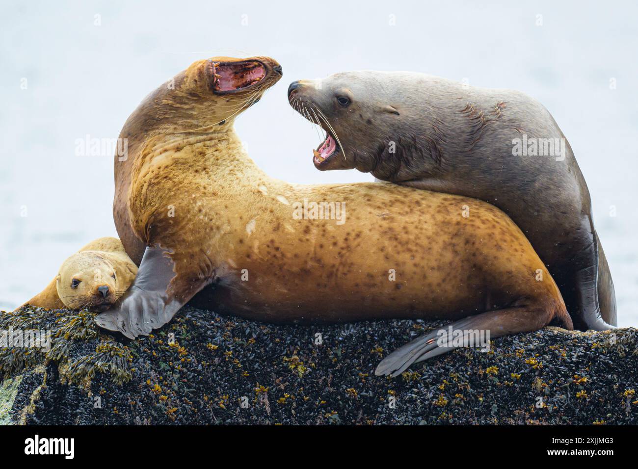 Sternare Seelöwen kämpfen um Felsen Stockfoto