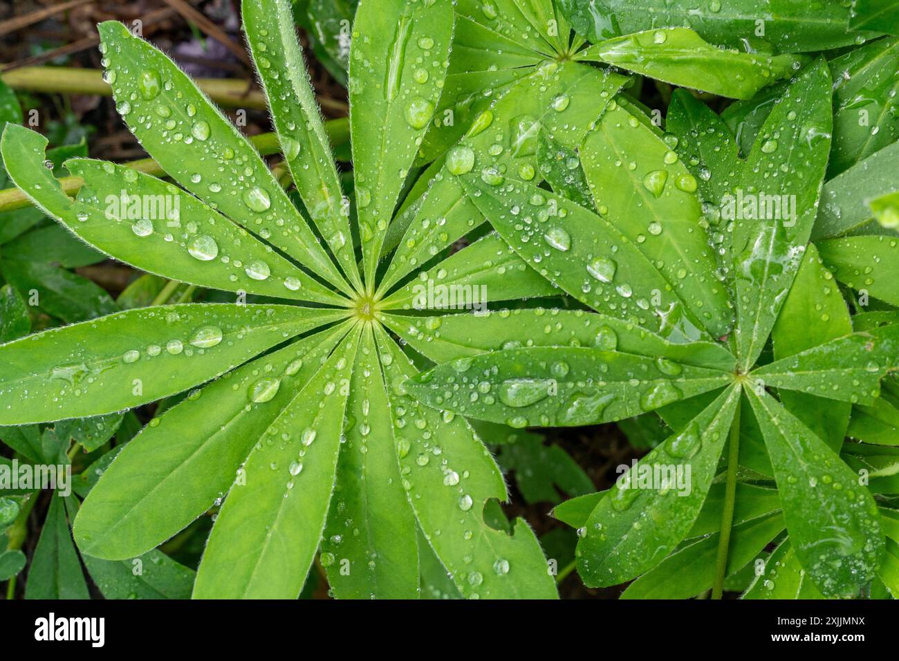 Es regnete auf grüne Pflanzen mit Wassertropfen Stockfoto