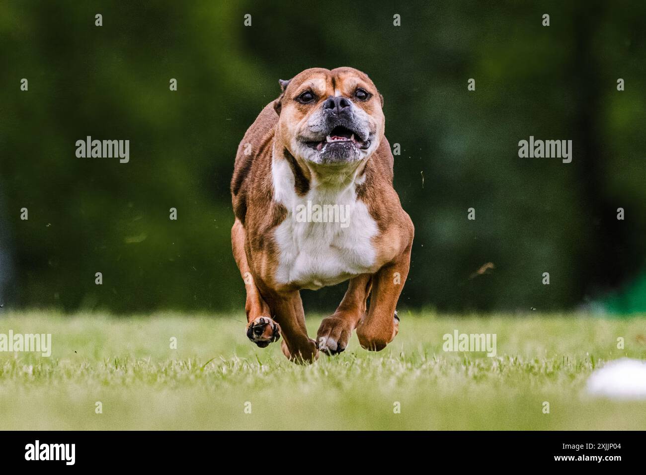 Staffordshire Bull Terrier Running Lure Coursing Dog Sport Stockfoto