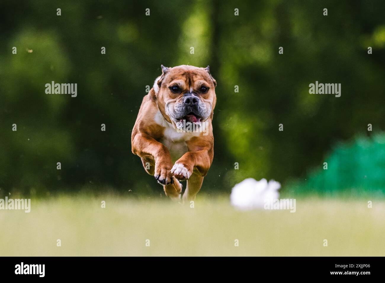 Staffordshire Bull Terrier Running Lure Coursing Dog Sport Stockfoto