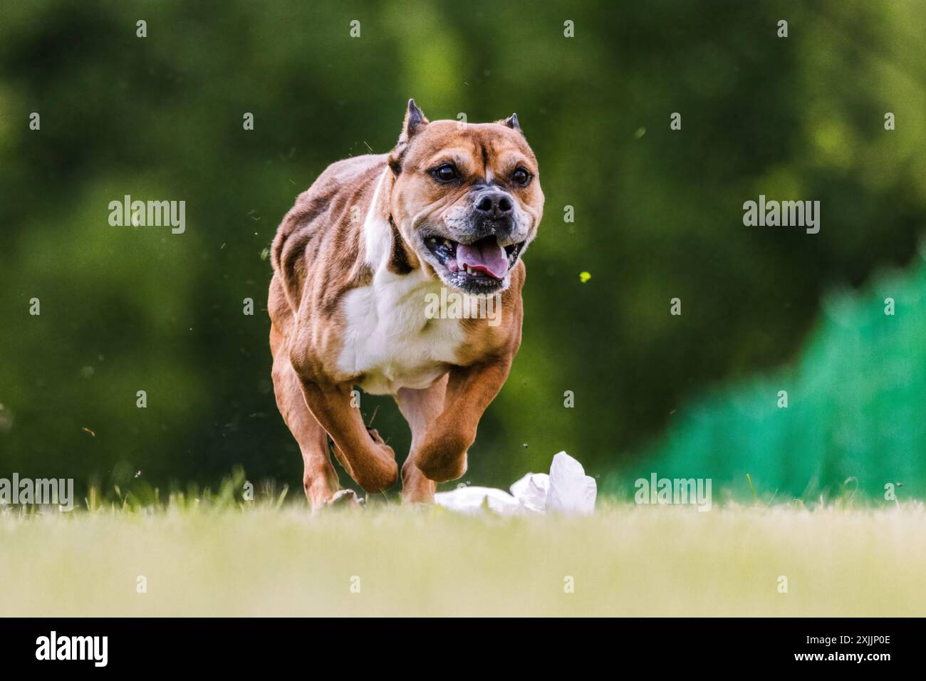 Staffordshire Bull Terrier Running Lure Coursing Dog Sport Stockfoto