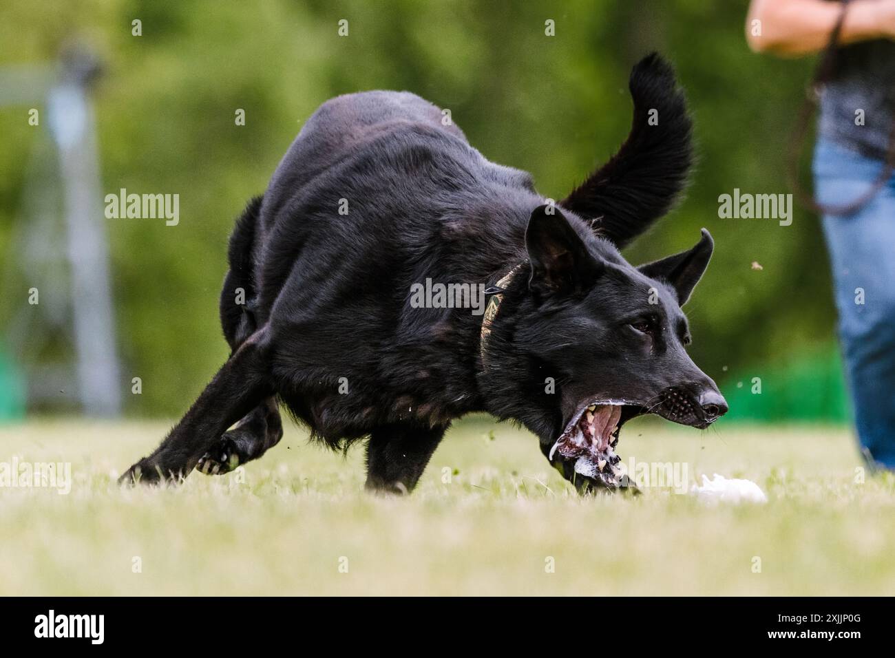 Schwarzer Deutscher Schäferhund Laufköder Coursing Dog Sport Stockfoto