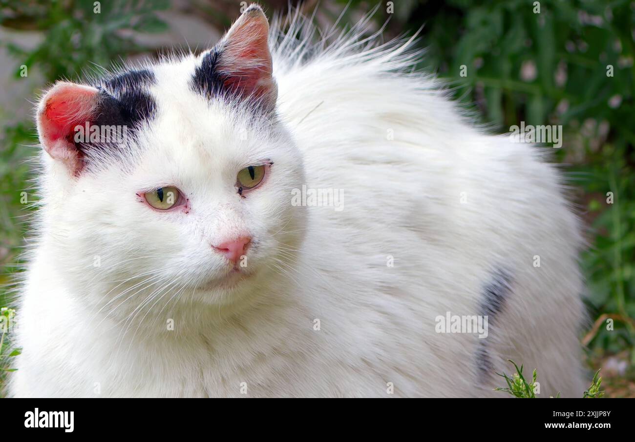 Süße Säugetier Tier Weiße Katze Stockfoto