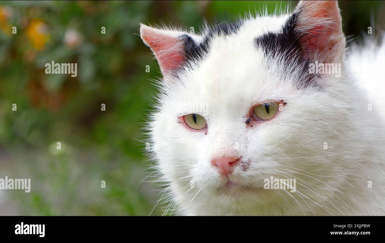 Süße Säugetier Tier Weiße Katze Stockfoto