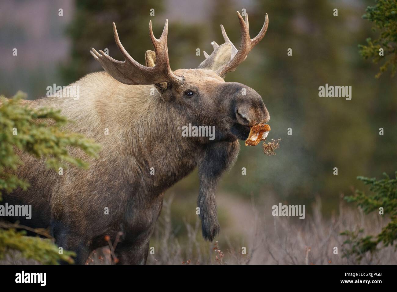 Junger Bullenmoch, der einen Pilz isst Stockfoto