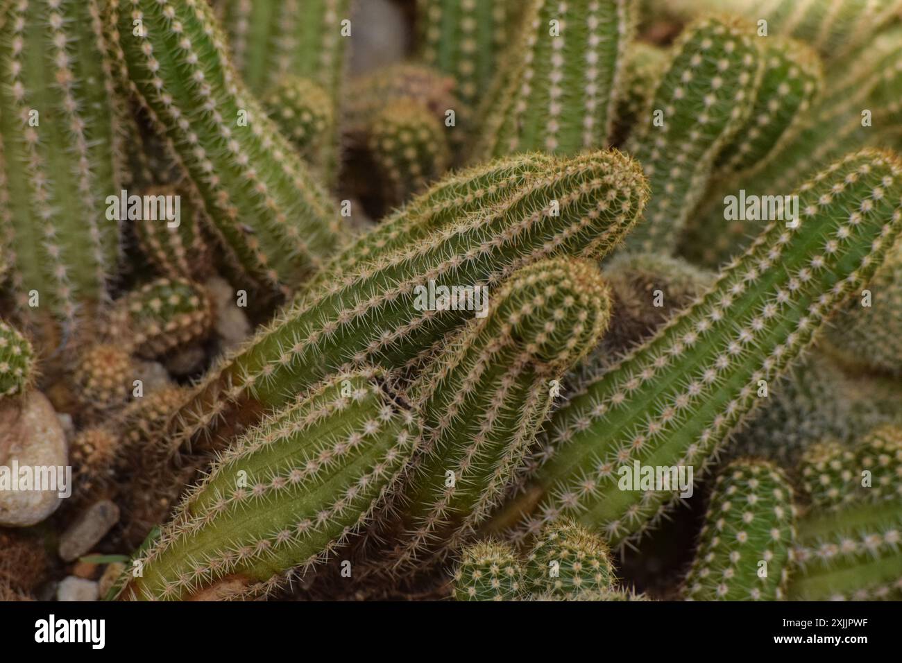 Makroaufnahme der wurmgrünen Kaktuspflanze mit scharfen Dornen Stockfoto