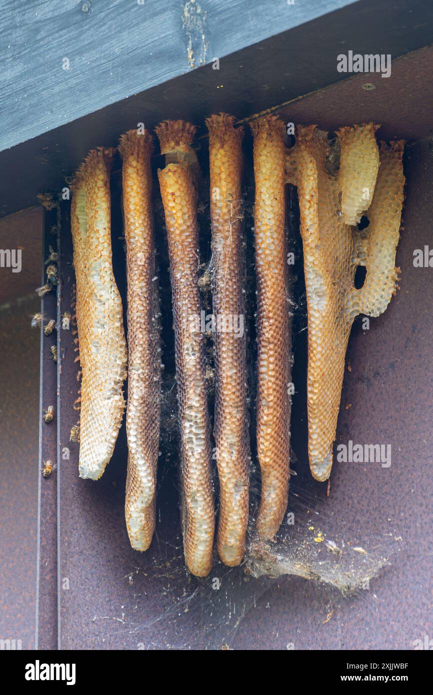 Wildbienennest mit Wabenstruktur (natürlicher Bienenstock APIs mellifera) unter den Traufen eines Gebäudes, Großbritannien Stockfoto