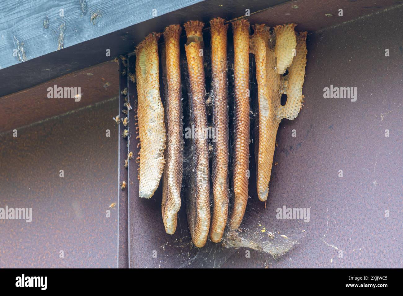 Wildbienennest mit Wabenstruktur (natürlicher Bienenstock APIs mellifera) unter den Traufen eines Gebäudes, Großbritannien Stockfoto