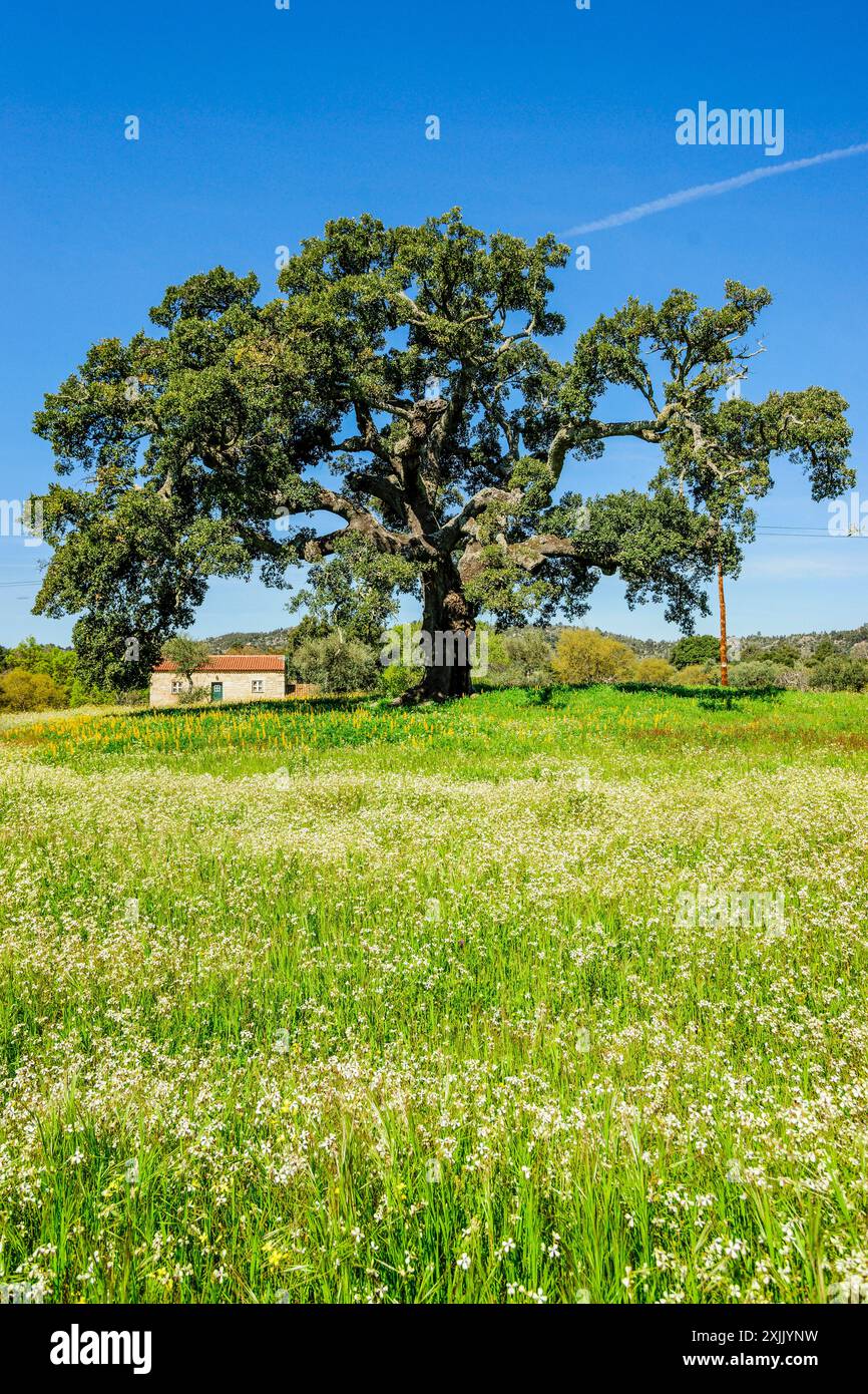 Haus unter einer Korkeiche, Quercus suber (mediterrane Korkeiche), Dorf Joao Pires, Beira Alta, Portugal. Stockfoto