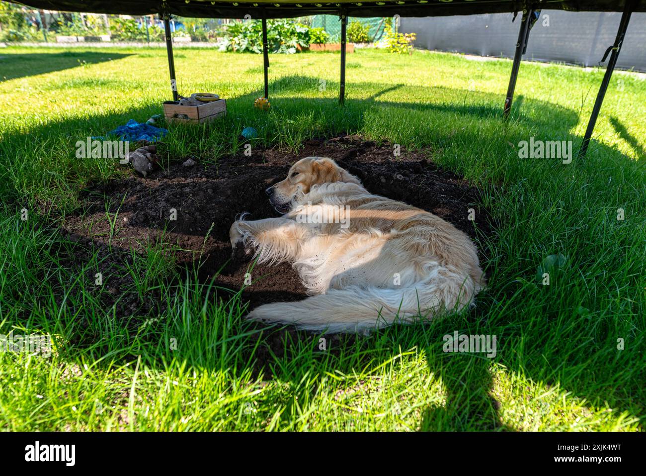 Ein junger Golden Retriever liegt in einem Loch, das für ein Trampolin im Rasen gegraben wurde. Stockfoto