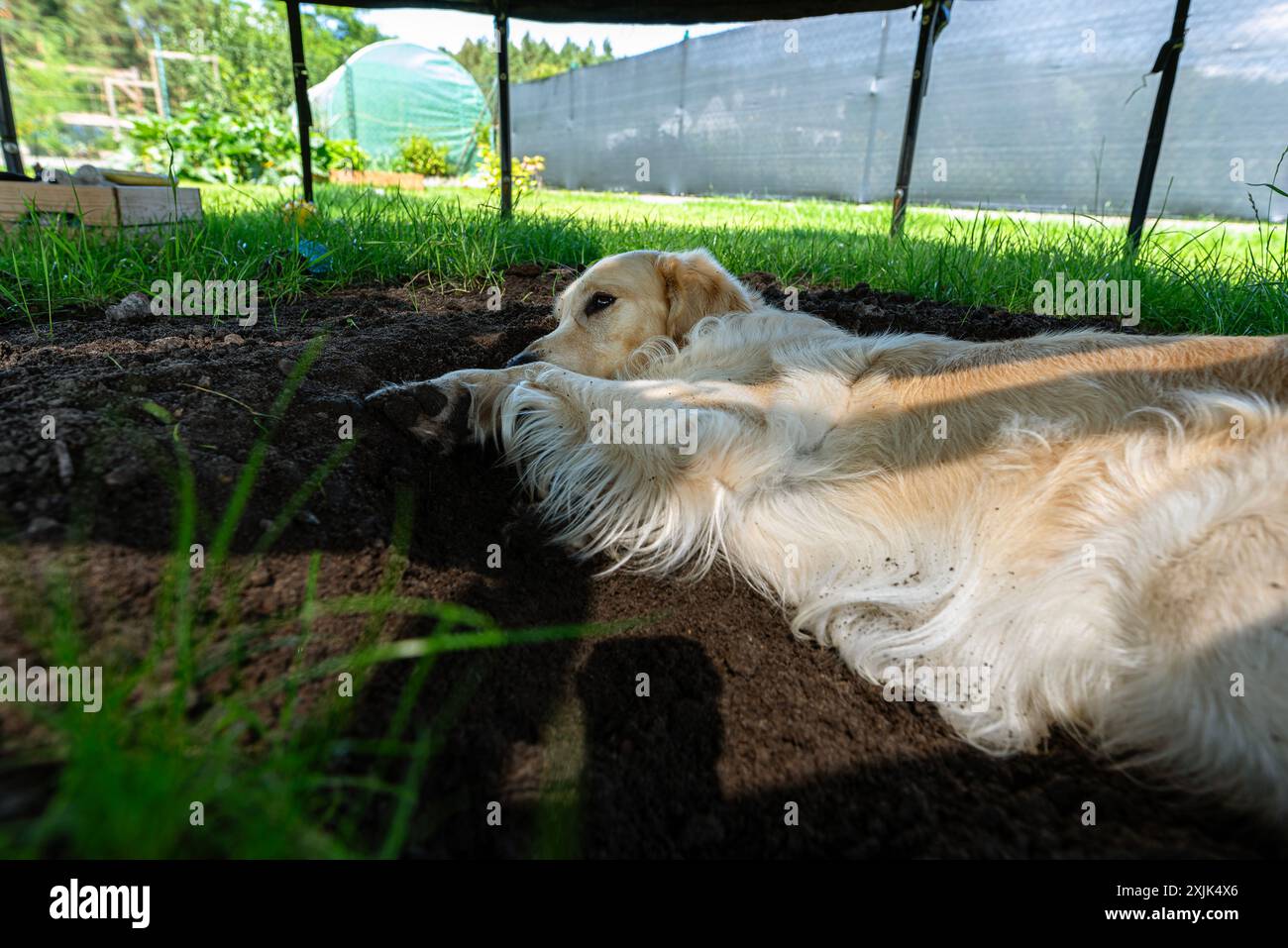 Ein junger Golden Retriever liegt in einem Loch, das für ein Trampolin im Rasen gegraben wurde. Stockfoto