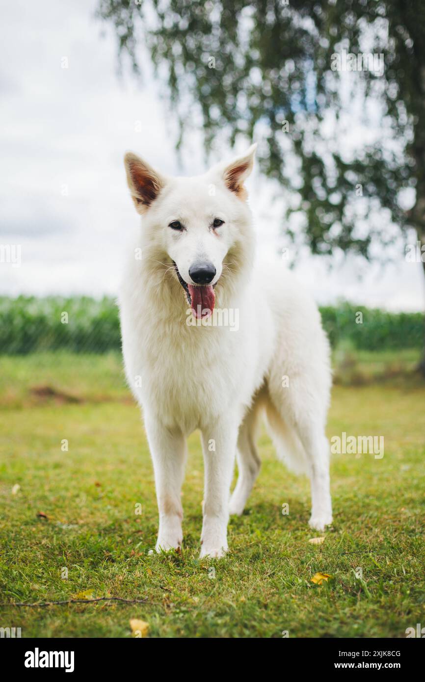 Berger Blanc Suisse (Weißer Suiss Schäferhund) Stockfoto