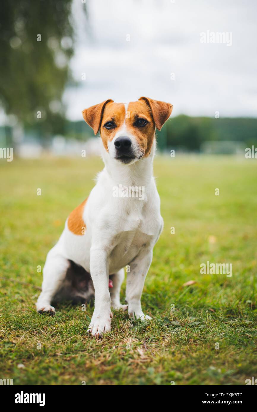 Jack Russell Terrier Stockfoto