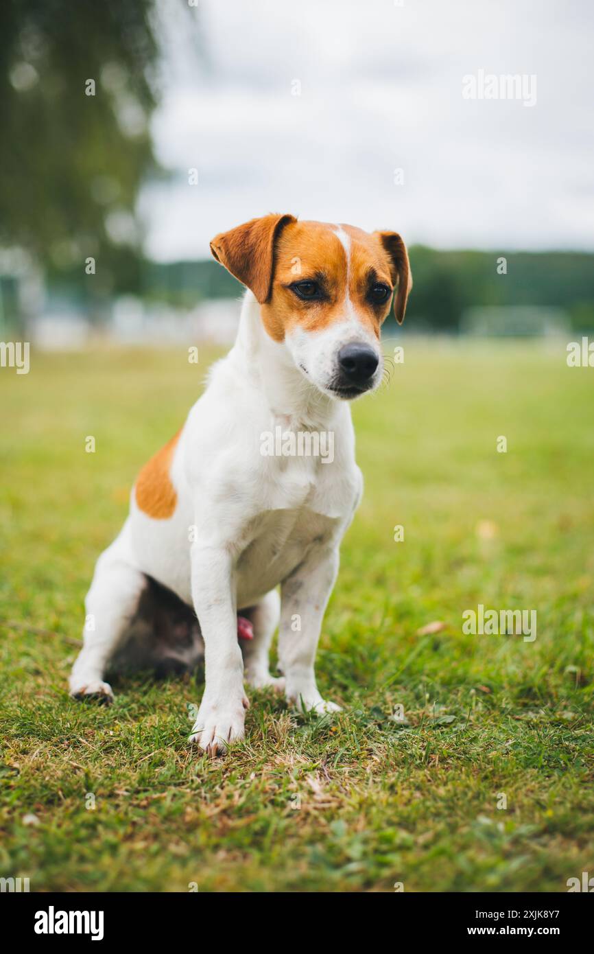 Jack Russell Terrier Stockfoto