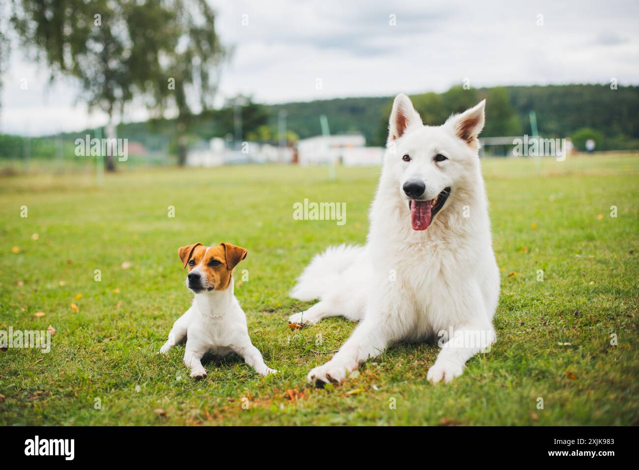 Jack Russell Terrier und Berger Blanc Suisse (White Suiss Shepherd Dog) Stockfoto