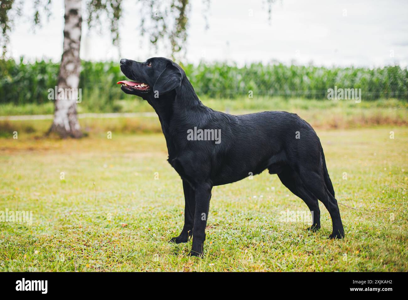 Labrador Retriever Arbeitslinie Stockfoto