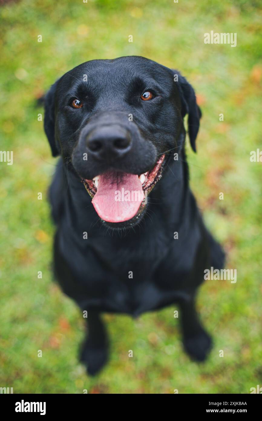 Labrador Retriever Arbeitslinie Stockfoto