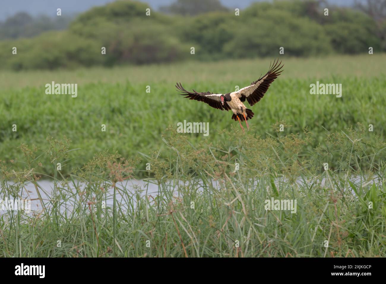 Eine einzige Magpie-Gans im Flug über das üppige grüne Schilf und das Sumpfland der St Lawrence Wetlands, die landen wollen. Stockfoto