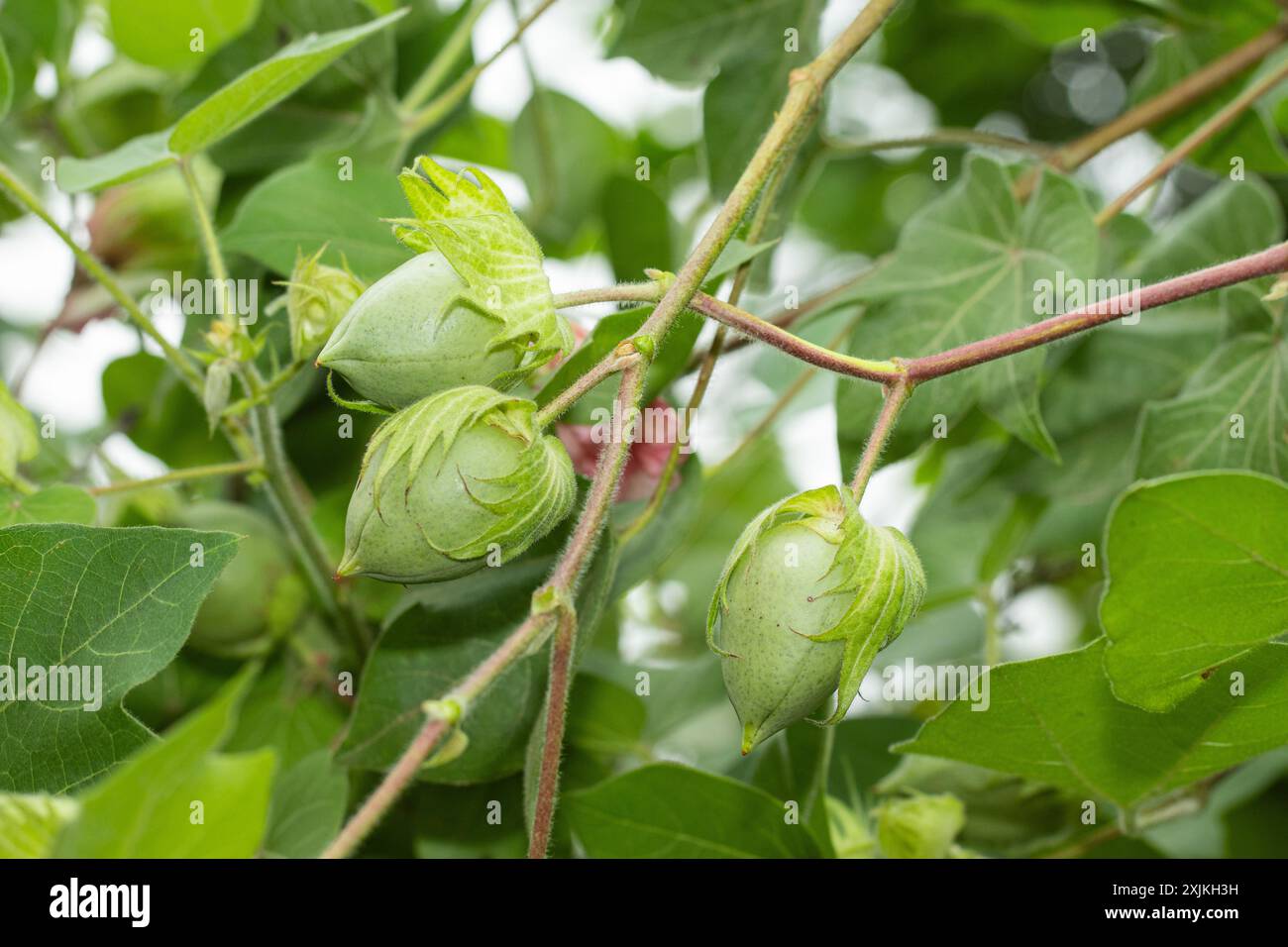 Nahaufnahme einer Baumwollpflanze mit grünen Baumwollbollen, die zwischen üppigen Blättern in einem Garten wachsen. Stockfoto