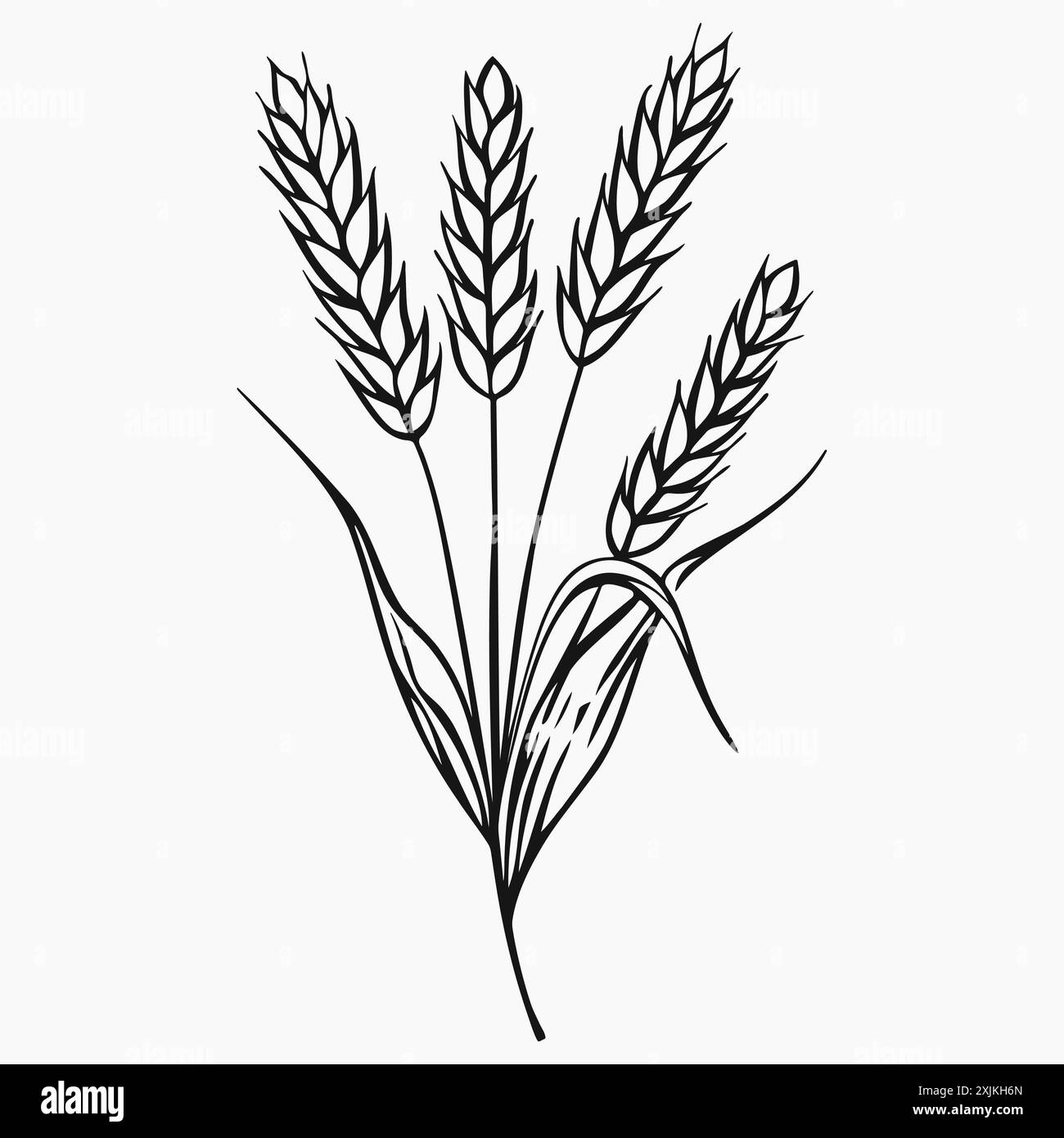 Weizenohren. Gerste Strichzeichnung auf weißem Hintergrund. Vektorelemente für Design, Logo, Druck, Poster Stock Vektor