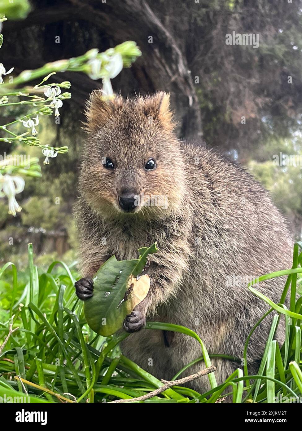 Smiling Wonders: Die bezaubernden Quokkas von Rottnest Island - OL2556966 Stockfoto