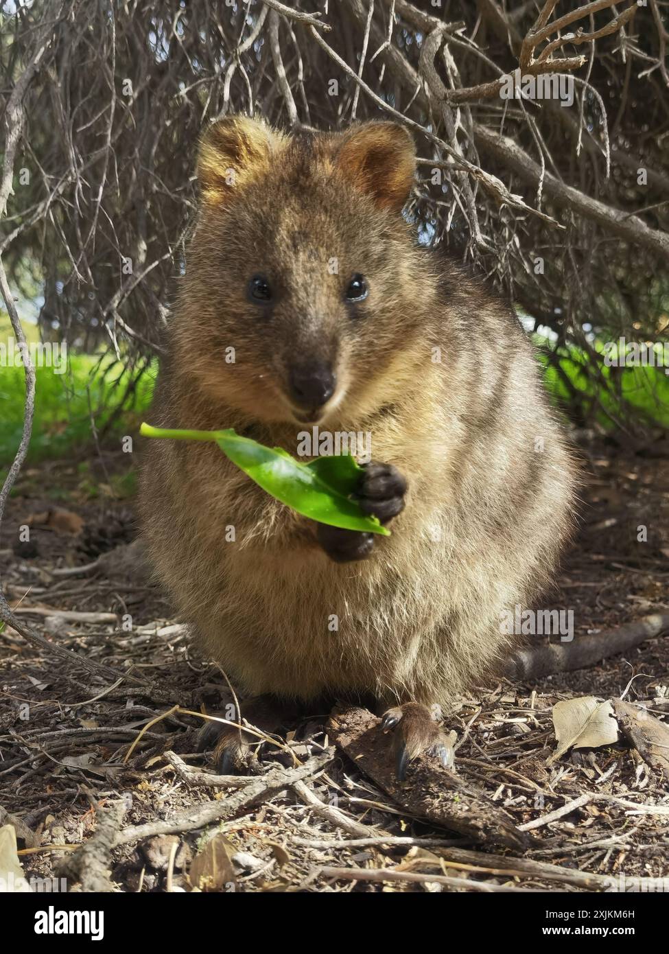 Smiling Wonders: Die bezaubernden Quokkas von Rottnest Island - OL2556966 Stockfoto