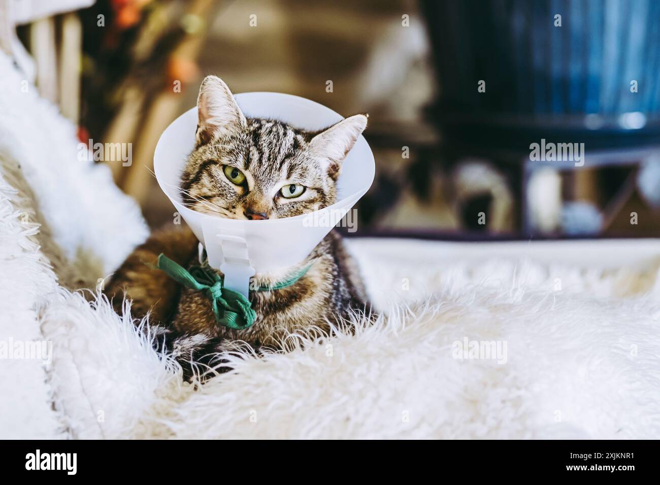 Junge kranke Tabbykatze mit Kragen - tierärztliche Betreuung bei Katzen Stockfoto