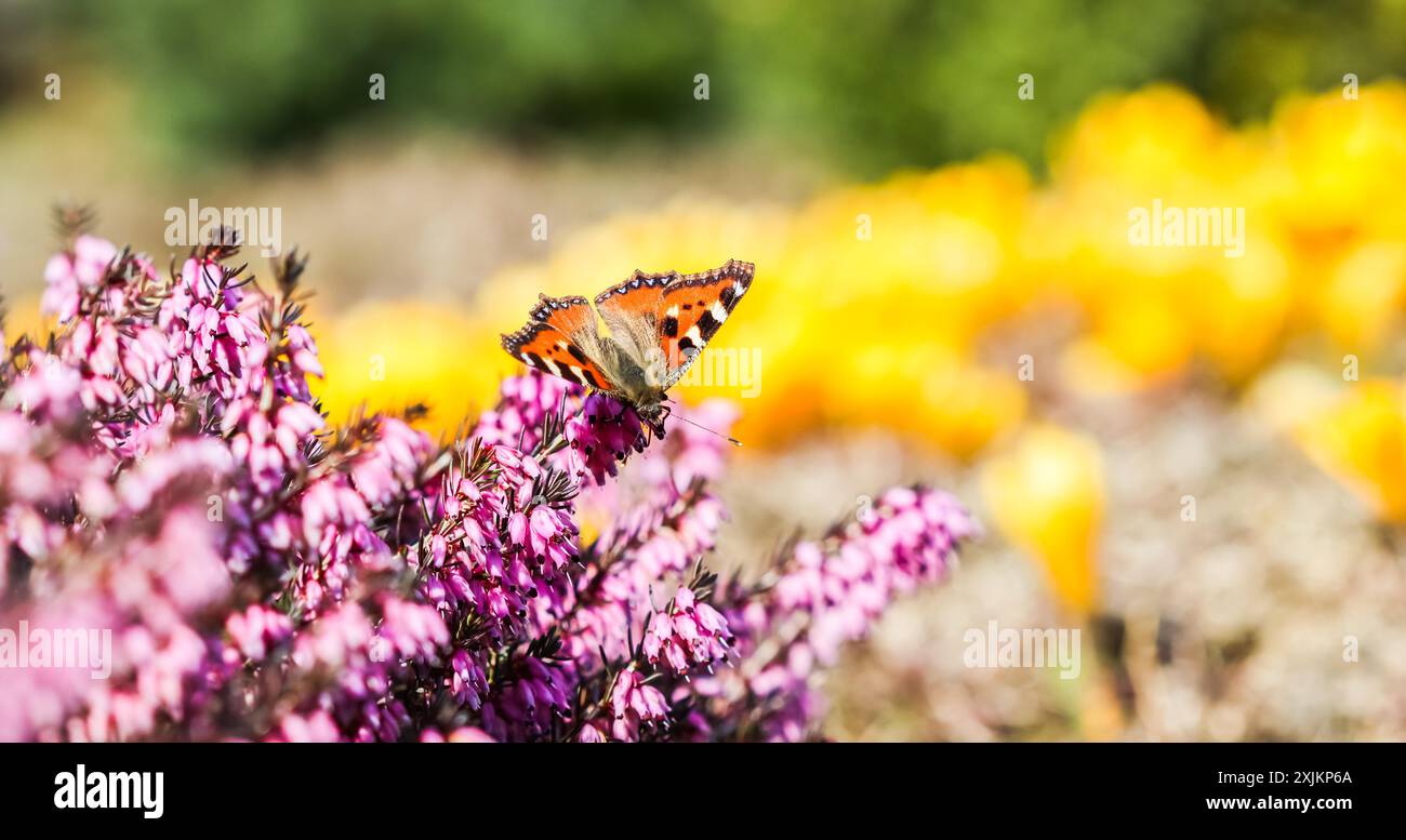 Schmetterling auf rosa (Erica Carnea) Blüten, Winter Hit, Anfang Frühling Stockfoto