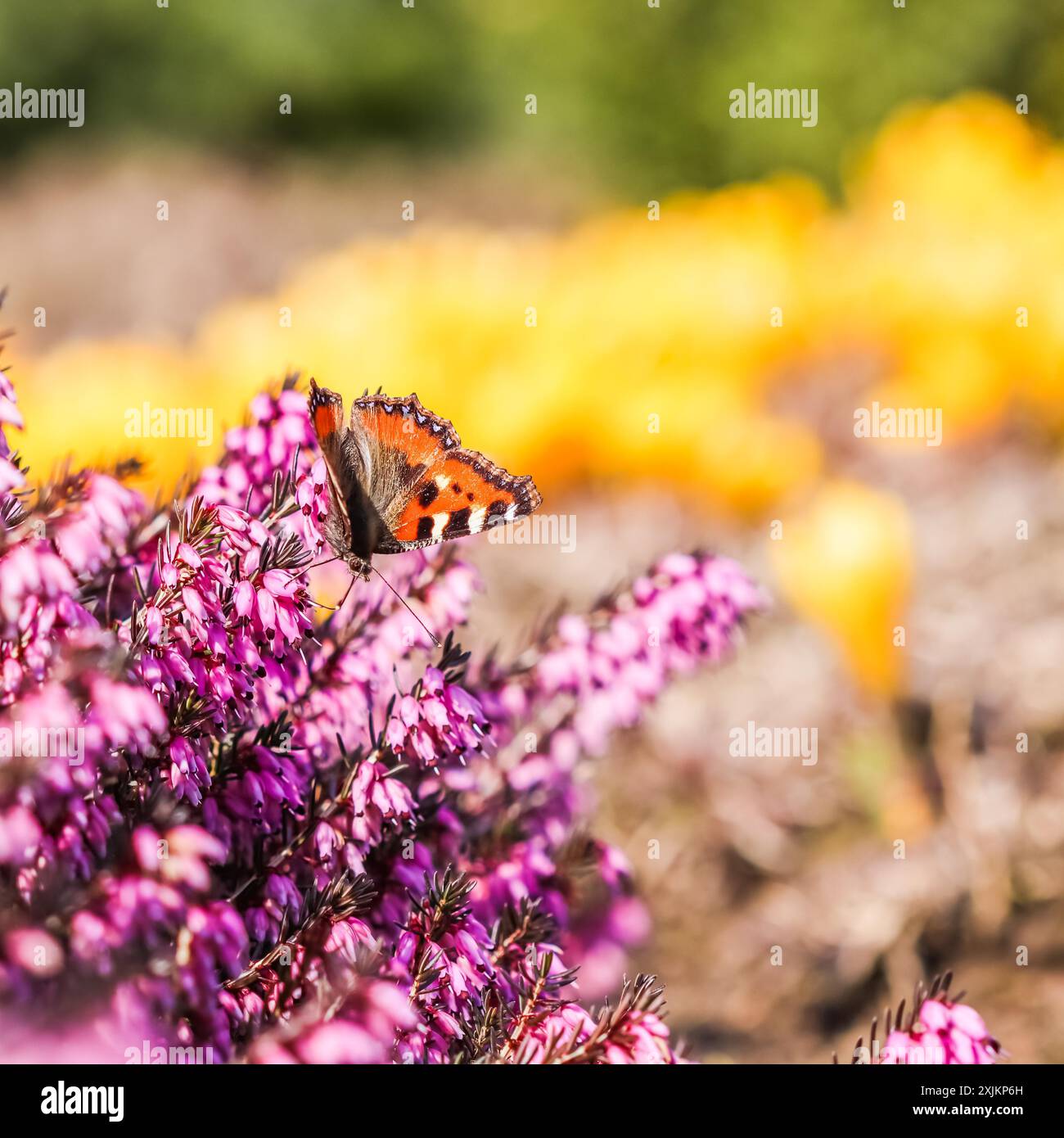Schmetterling auf rosa (Erica Carnea) Blüten, Winter Hit, Anfang Frühling Stockfoto