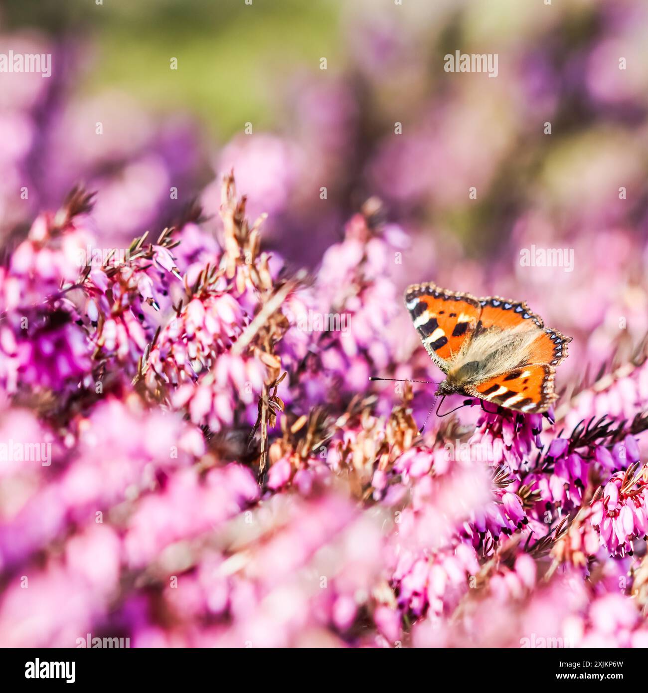 Schmetterling auf rosa (Erica Carnea) Blüten, Winter Hit, Anfang Frühling Stockfoto