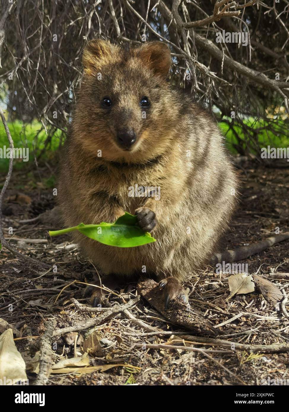 Capture Magic: Die lächelnden Momente von Quokkas Stockfoto