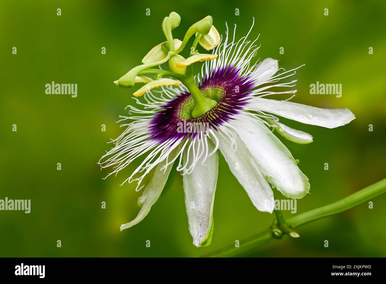 Flor de la pasión. Enfoque selectivo. Stockfoto