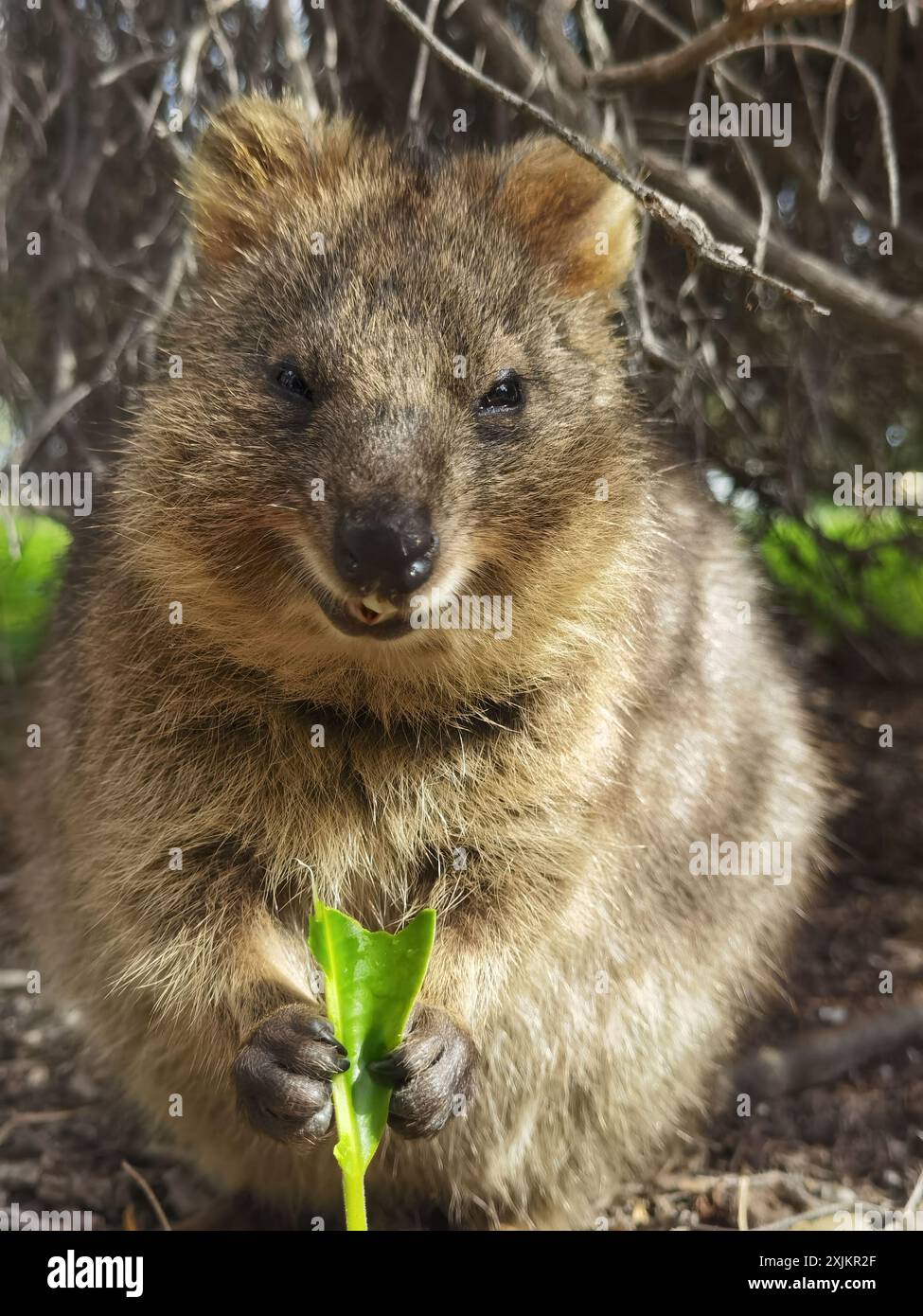 Capture Magic: Die lächelnden Momente von Quokkas Stockfoto