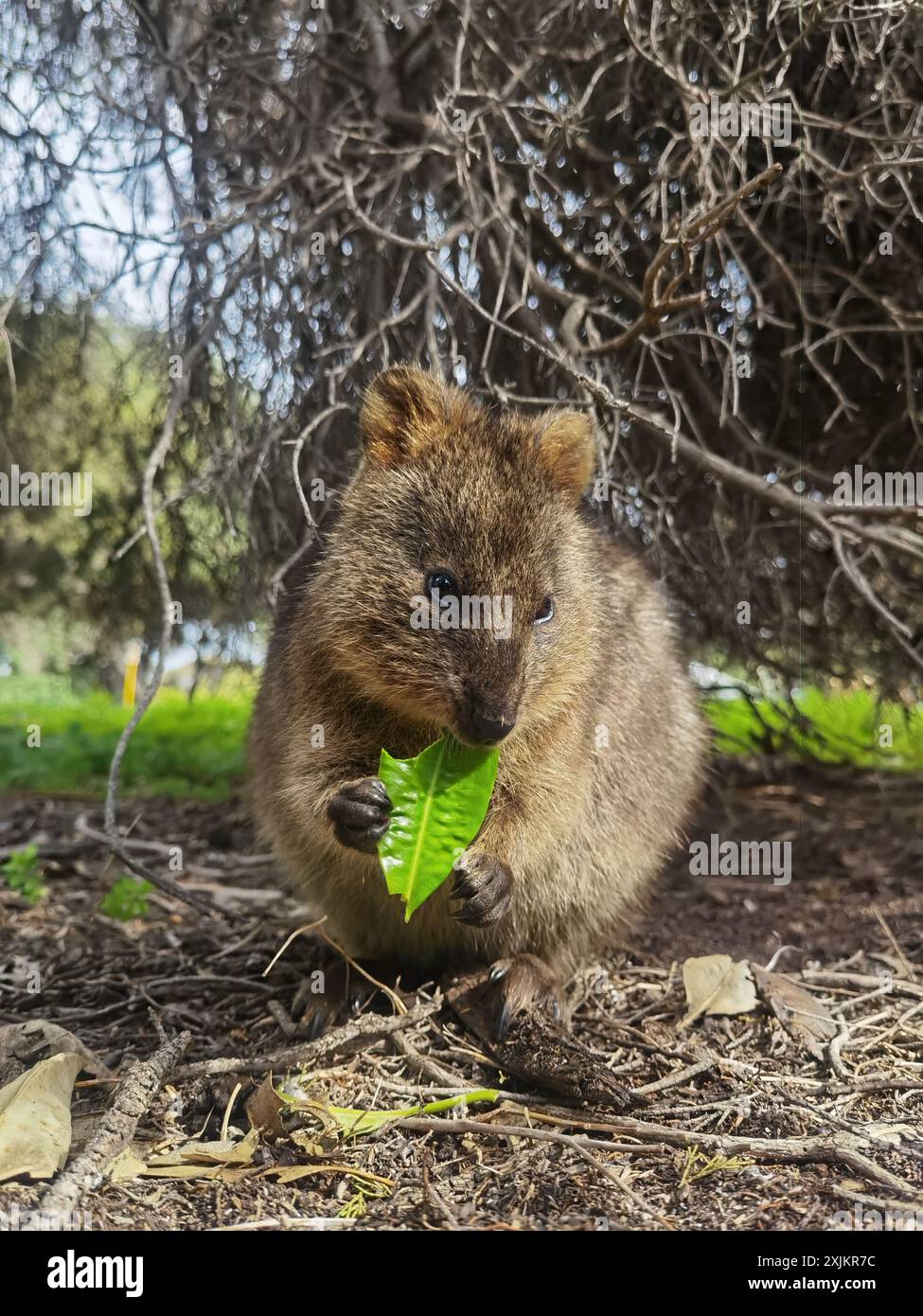 Capture Magic: Die lächelnden Momente von Quokkas Stockfoto