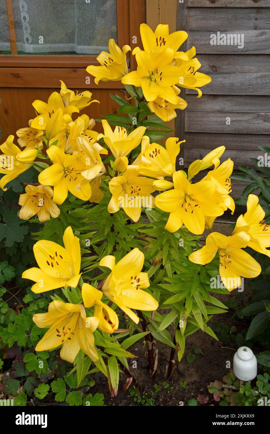 Lilien (Lilium), gelb, Blüten, Wustrow, Darss, Mecklenburg-Vorpommern, Deutschland Stockfoto