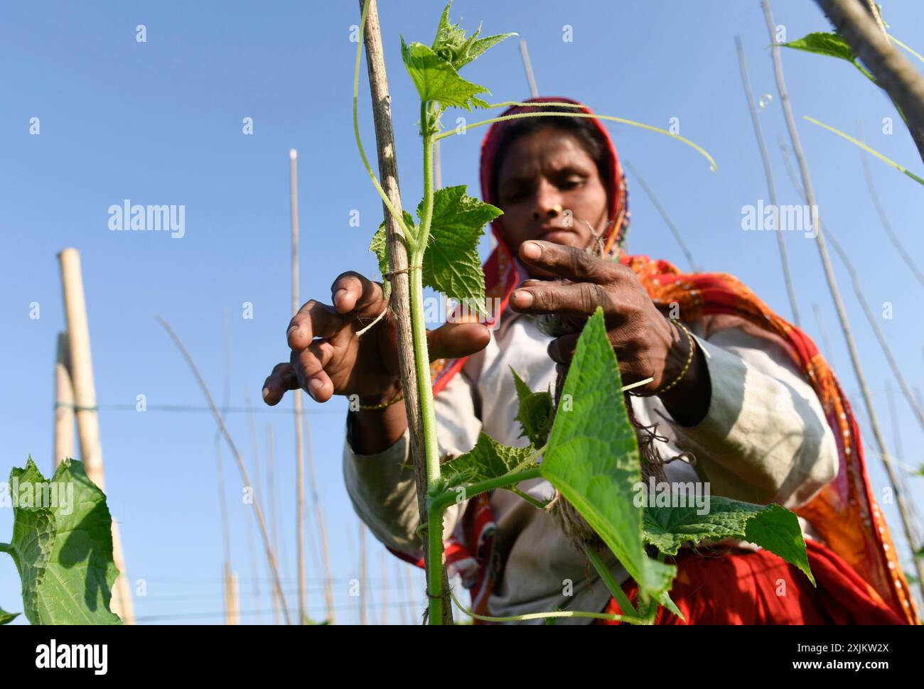 Landwirt, der in einem Gurkenzuchtbetrieb während des landesweiten Streiks von Landwirten am 08. Dezember 2020 in Barpeta, Assam, Indien, tätig war. Die 2020 Indianer Stockfoto